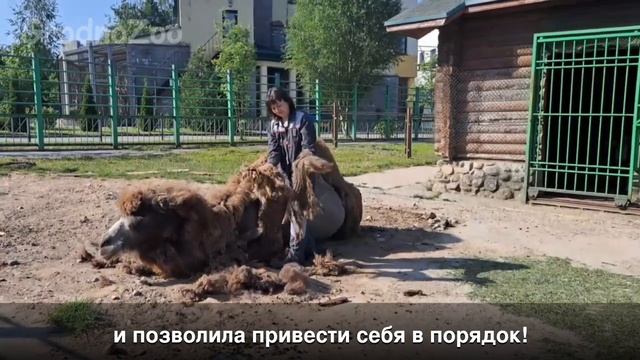 Снимаем "шубку" с верблюдицы Бетты смотреть онлайн