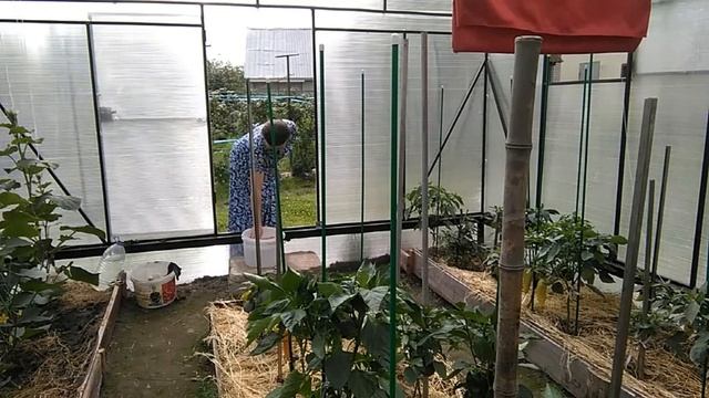 3 июля 2020г. А ВЫ КОРМИТЕ СВОИХ КУР ПШЕНИЦЕЙ проращиваю зерно смотреть онлайн