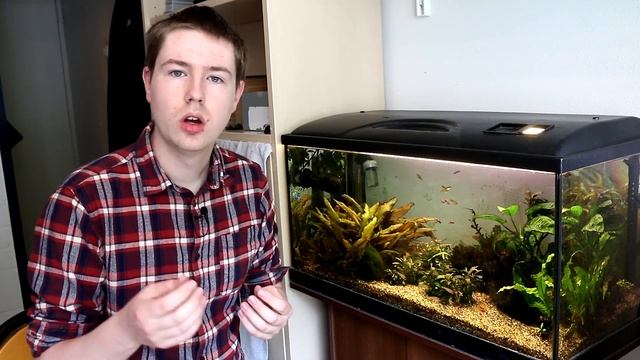 How To Tell If Your Aquarium Snail Is Dead or Just Sleeping? смотреть онлайн