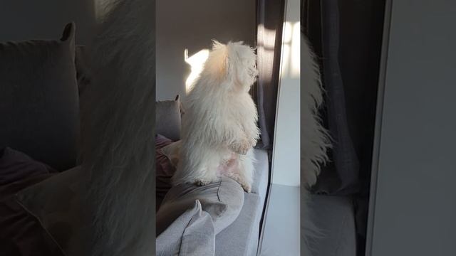 cotton de tulear watching смотреть онлайн