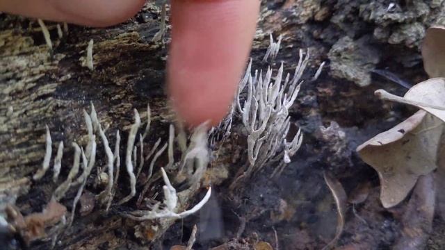 Xylaria hypoxylon spores смотреть онлайн