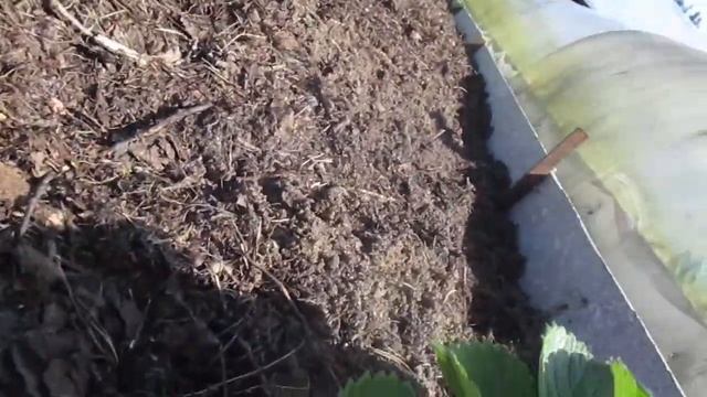 Альбион и Вима Кимберли смотреть онлайн