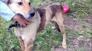 Собака висела на цепи и скулила. Неравнодушные люди спасли её!