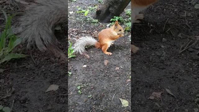 У белки хвостик рыжеет(видео от 26.06.)#nature#животные#animals#squirrel#белка смотреть онлайн