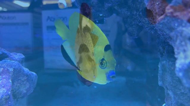 Angelfish Reef Introduction | Waterbox Aquariums Reef LX 270.6 - Part 1 смотреть онлайн