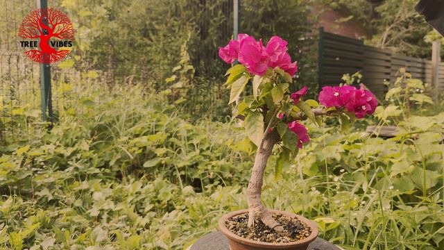 Big Bougainvillea Bonsai - Removal of flowers смотреть онлайн