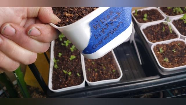Indoor Flower Germination Update & Pinching Lavender Seedlings + Tomato Surprise 😊 #gardening смотреть онлайн