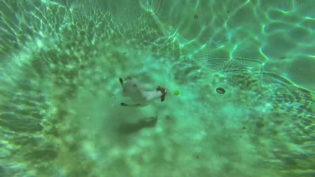 Dash diving board смотреть онлайн