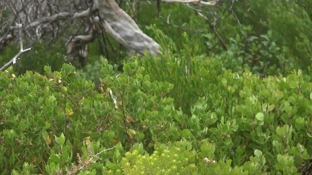 Не ходите, дети, в Африку гулять! Часть 2. смотреть онлайн