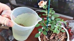 Полетели мелкие мошки? Чем травить?  Как бороться с мушками на домашних цветах и растениях?