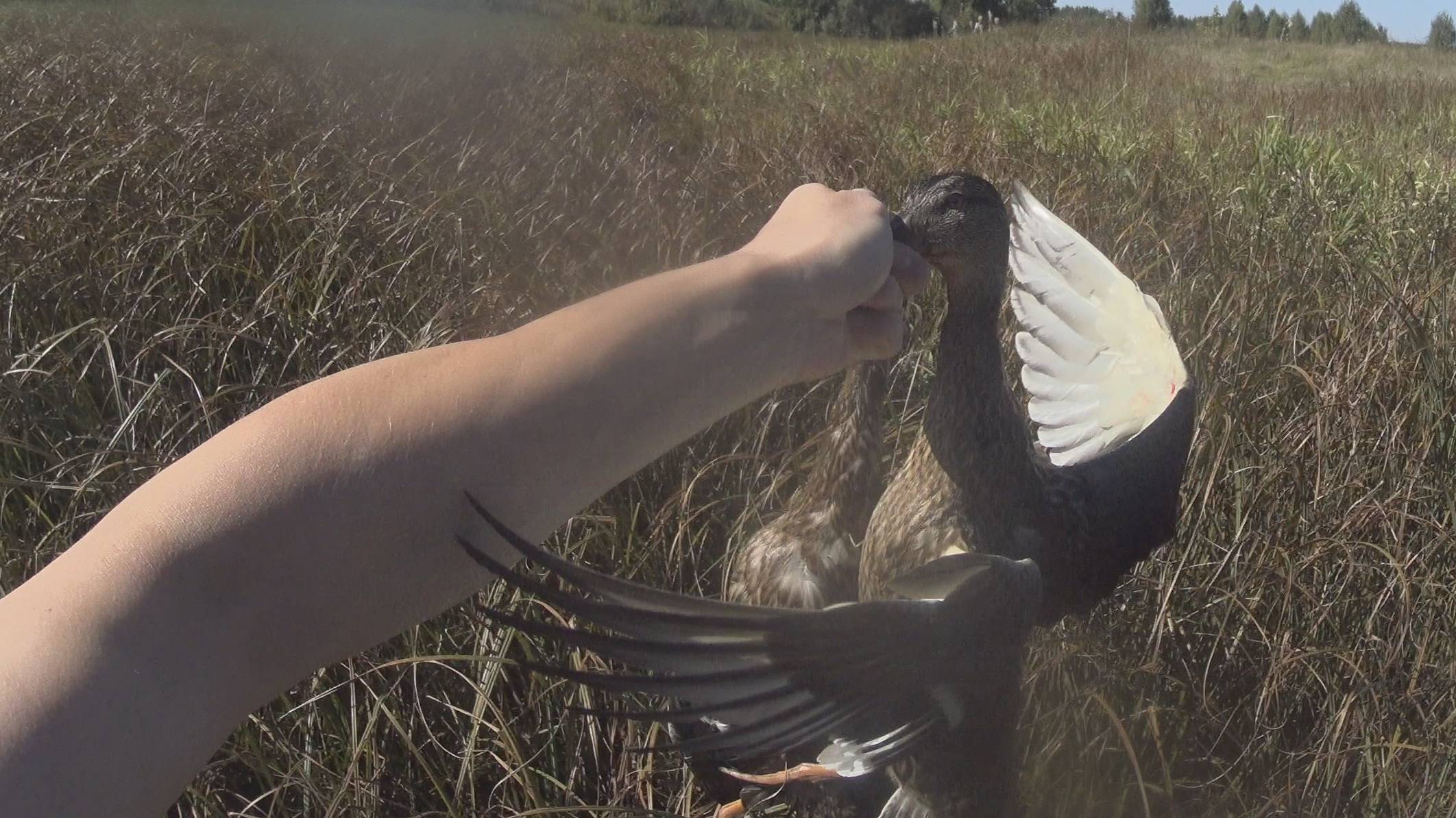 Осенняя охота на утку с подхода 2024