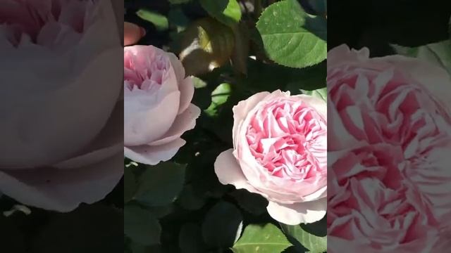 Herzogin Christiana roses ? #розагерцогинякристиана #герцогинякристиана смотреть онлайн