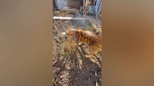 Бенгал. Хаски. Кошачьи бои. Лёня садовод. Одесса. 21 января😍 Жара