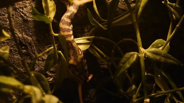 Кормление коврового питона смотреть онлайн