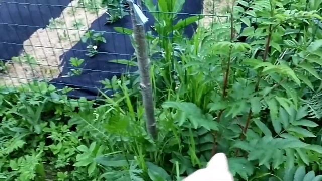 Что стало летом с прививками?!? смотреть онлайн