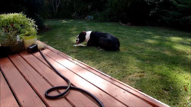 США Мой Приятель ДЭкор смотреть онлайн