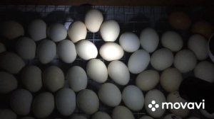 Вывод цыплят меня порадовал/Инкубатор Урал сработал отлично/Цыплята голошейка, бройлер, Эггер,