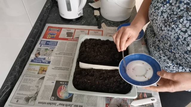 Влог:сажаю помидоры/готовлю обед ?? смотреть онлайн