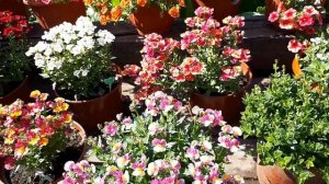 Вегетативные   Немезии.