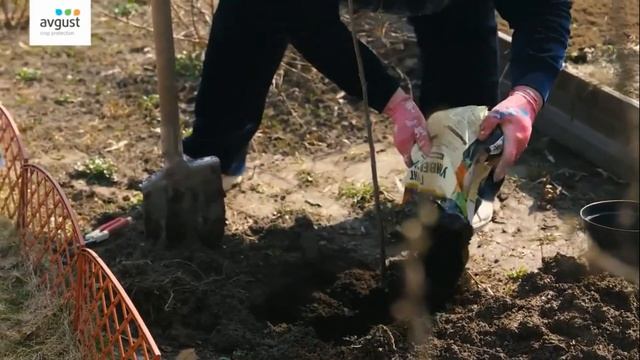 Сажаем саженцы!