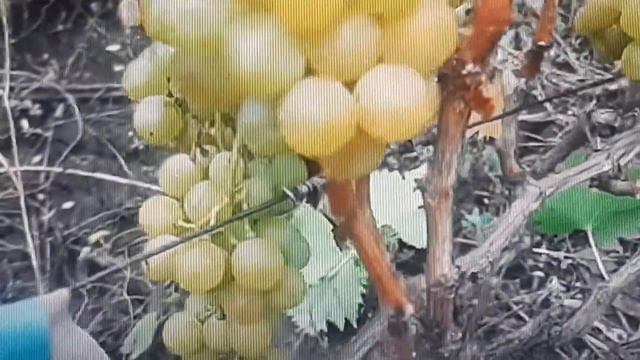 Эти сорта удовлетворят желания любого ценителя хорошего виноградного продукта. смотреть онлайн