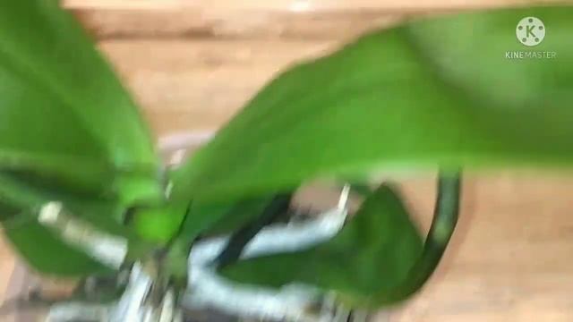 Приехал Сурф Сонг. Посылка от Виктория Чкадуа смотреть онлайн