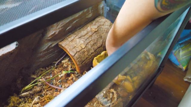 Feeding the Snakes in my Collection (Rainbow Boa, MBK, Hognose, Ball Python) | REPTILEWOOD Ep. 2 смотреть онлайн