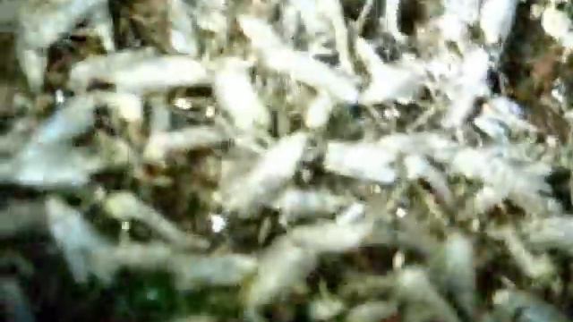 Сходил в поход, чуть не зажрали кровососы. смотреть онлайн