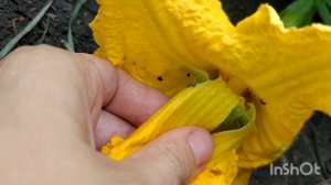 Пустоцветы на тыкве что делать/нет завязей на тыкве /тыква не плодоносит/много пустоцветов на тыкве