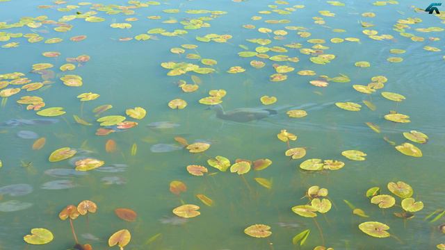 Парк Олемпийская деревня смотреть онлайн