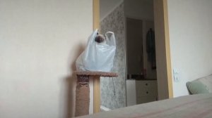 КОТ и ПАКЕТ почему коты любят пакеты?