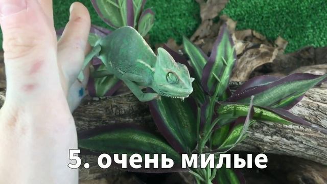 10 причин купить ХАМЕЛЕОНА - Хозяин Лев смотреть онлайн