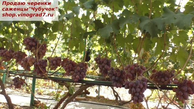 Виноград РОЖДЕСТВЕНСКИЙ и для еды и хранения к рождеству. Красавец с очень вкусными ягодами смотреть онлайн