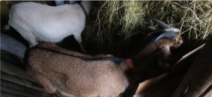 Жизнь в Орловской глубинке. Как живут в деревне, Наше хозяйство, заказ на Тдекор, Готовлю печень