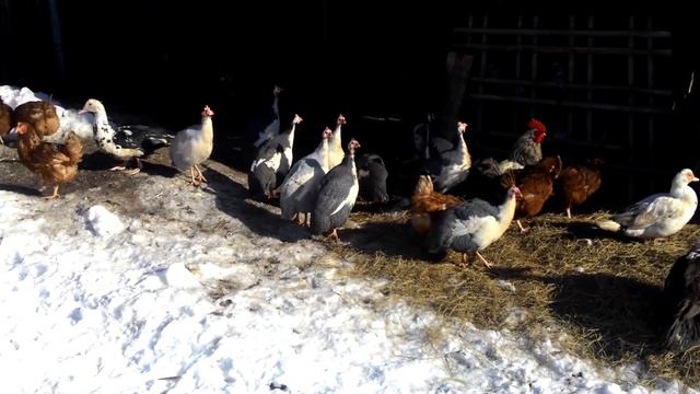 Нужно ли гулять птице зимой и летают ли цесарки? смотреть онлайн