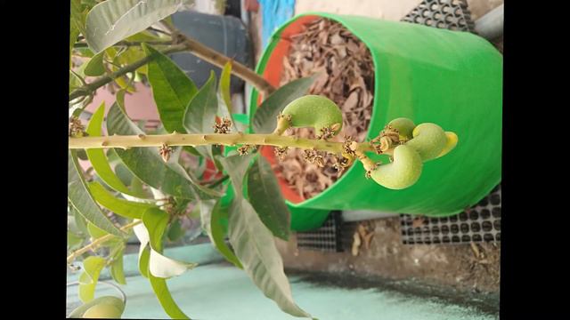 MANGO GROWING IN TERRACE | MANGO TIMELAPSE | MANGO | bonsai mango | Bonsai tree смотреть онлайн