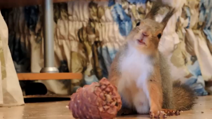 Задачки для белочек смотреть онлайн