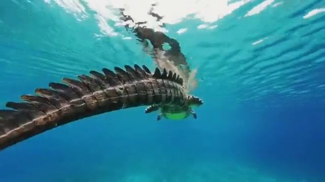 Crocodile In A Sea | Best Crocodile Video In Crystal Clear Water | Dangerous Crocodile In Water