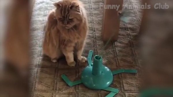 Funniest Cats And Dogs - Try Not To Laugh - Funny Pet Animals