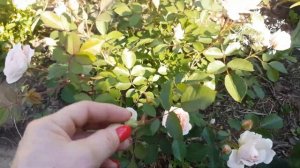 Роза Morden Blush ! Цветение Моден Блаш!