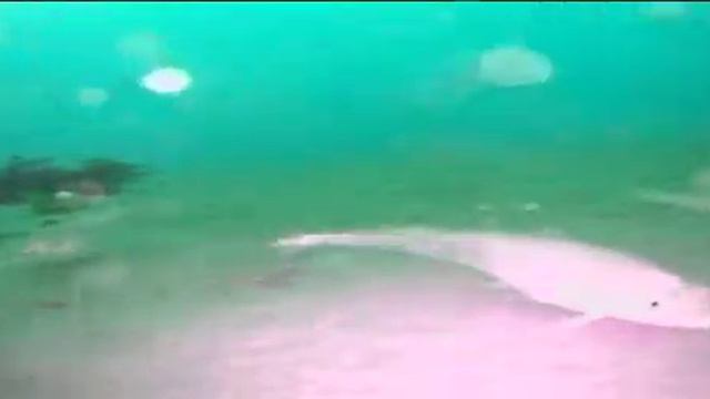 27.01.2019 год, бухта Гертнера, 2 км от берега, район Кедрового, подводная съемка на глубине 7 м. смотреть онлайн