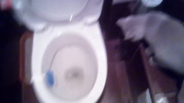 Приучаю кошку к унитазу своим методом / Accustom the cat to the toilet by his method смотреть онлайн