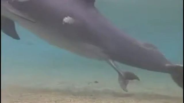 Рождение маленького дельфина смотреть онлайн