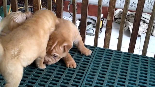 Chinese shar pei puppy brash coat смотреть онлайн