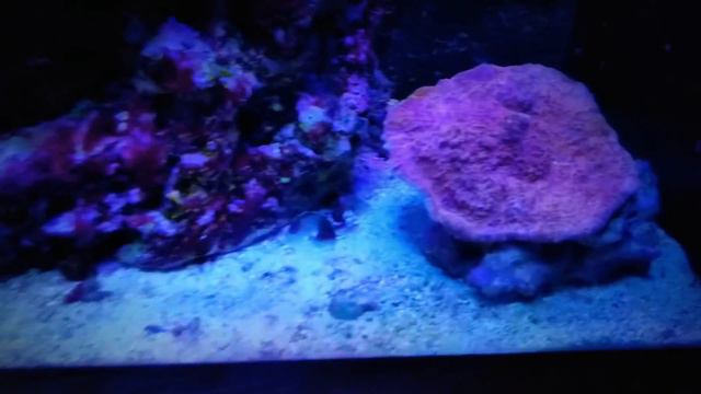 300 gallon mixed REEF system update смотреть онлайн