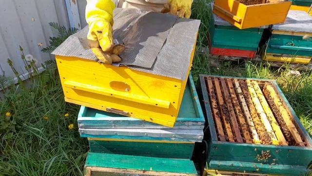 Уникальный метод вывода пчелиных маток. как быстро увеличить пасеку. ч. 2 смотреть онлайн