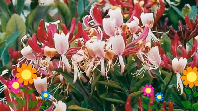 Жимолость вьющаяся Серотина (Serotina). Краткий обзор, описание характеристик, где купить саженцы