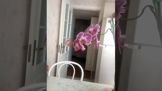 Как восстановить турго у орхидей и чем. Мой способ восстановления это глюкозой или янтарной кислото