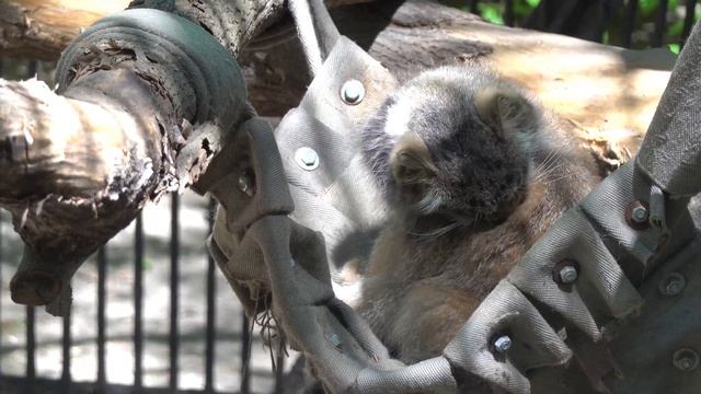 Котенок манулов в гамаке. 23.05.2023 смотреть онлайн