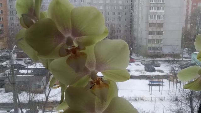 Урожай подрастает.😄Прошло 2 недели со времени посадки. смотреть онлайн